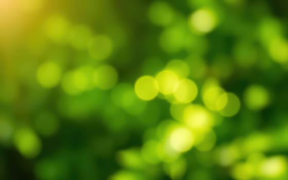 Soft, blurred circles of light appear among vibrant green leaves, illuminating the serene atmosphere of a sunlit forest during the afternoon.