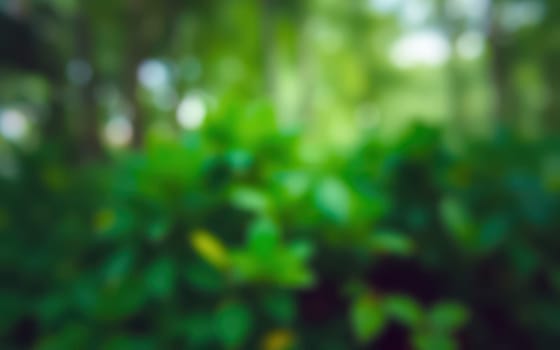 Sunlight filters through the dense green leaves in a serene forest, creating a peaceful atmosphere filled with the sounds of nature.