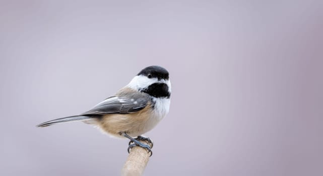 A chickadee, known for its distinctive black cap and white cheeks, sits poised on a slender branch. the bird's subtle brown and gray plumage contrasts with the soft, muted gray background, creating a serene winter scene.