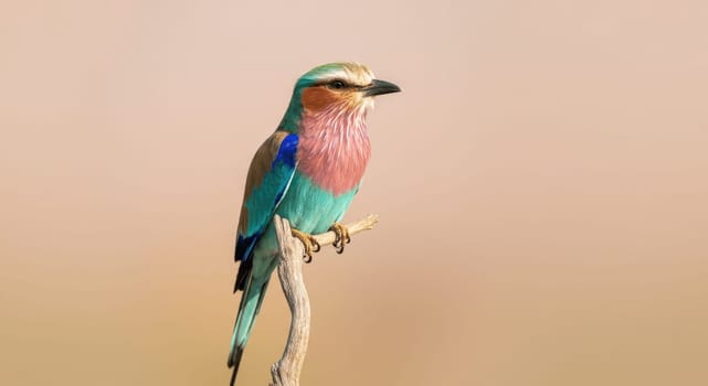 A vibrant lilac-breasted roller sits elegantly on a slender branch, showcasing its stunning pink, blue, and green plumage against a soft, blurred background, symbolizing the beauty of avian diversity in their natural environment.