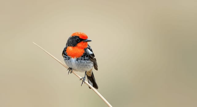 A striking bird with a vivid orange head and black-and-white plumage perches elegantly on a slender branch. the neutral background highlights its vibrant colors, creating a captivating scene of nature and beauty.