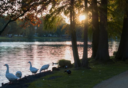 City pond in autumn outdoors in Genk, Belgium, landscape with walking ducks and geese near the lake, Molenvijver Park, golden light from the setting sun,