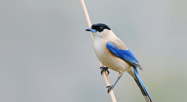 Azure-winged magpie displaying vibrant blue and beige plumage, perched gracefully on a bamboo branch, set against a blurred, serene background. the scene highlights the bird's elegance and natural beauty.