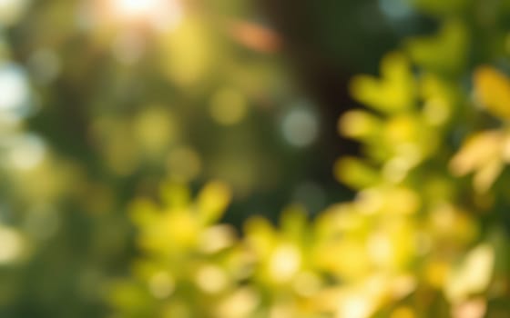 Sunlight gently filters through a canopy of lush green leaves in a forest. The warm summer afternoon creates a peaceful and serene atmosphere, inviting nature lovers to explore.