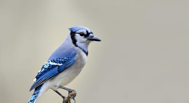 Blue jay perched on a thin branch, showcasing vibrant blue and white plumage. the bird stands out against a simple, neutral background, offering a striking contrast and avian detail. ideal for nature and wildlife-themed projects.