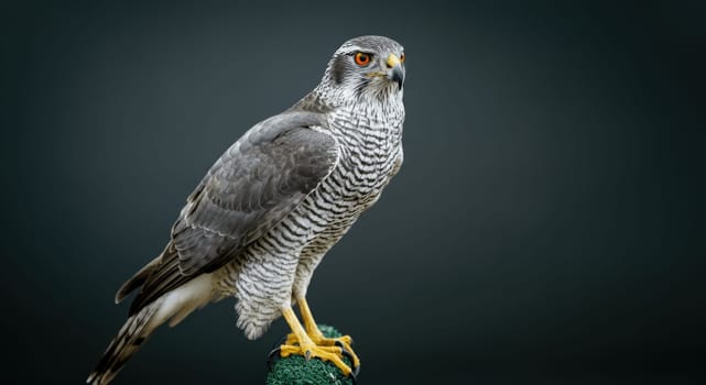 A stunning gray goshawk perched elegantly against a dark, subtle background. the bird of prey displays intricate feather patterns and piercing orange eyes, embodying the grace and strength of raptors in nature.