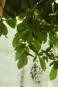 A closeup view of lush, vibrant green leaves that are casting gentle, soft shadows against a textured wall
