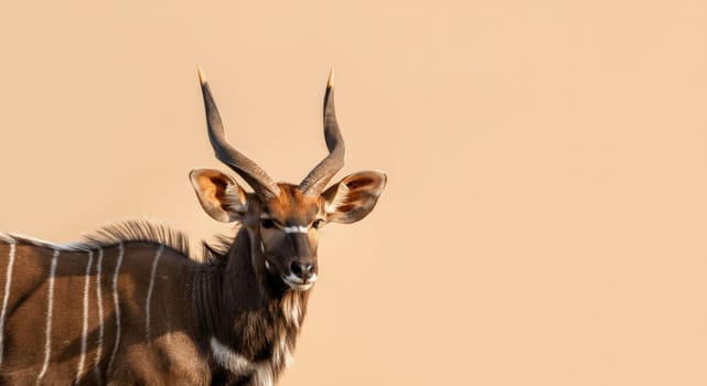 A stunning kudu antelope with impressive spiral horns and distinctive marking stands against a sandy beige backdrop. its elegant posture and serene expression highlight the beauty of african wildlife.