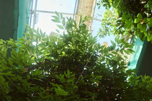 A vibrant and stunning view of lush green leaves beautifully captured from below a magnificent glass ceiling