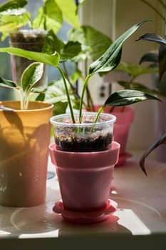Lively indoor plants flourish beautifully in colorful pots, greatly brightening up and enhancing the living space
