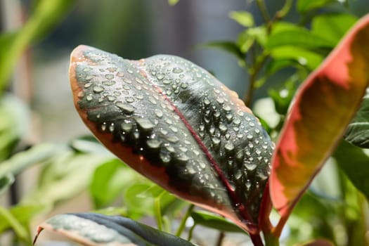 A green leaf adorned with glistening droplets, showcasing the essence of natures beauty and freshness