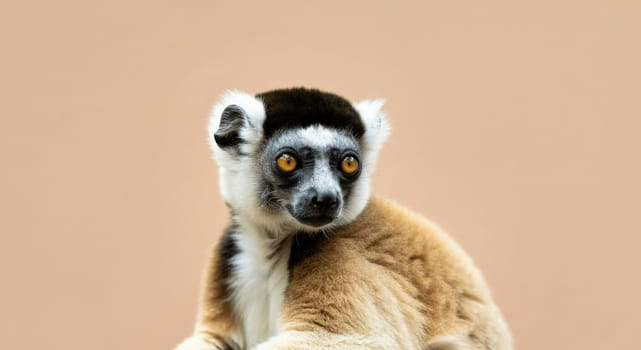 A lemur with striking golden eyes and soft fur is set against a neutral background. the close-up highlights the lemur's unique features, showcasing the beauty of this fascinating creature from madagascar in a minimalist style.