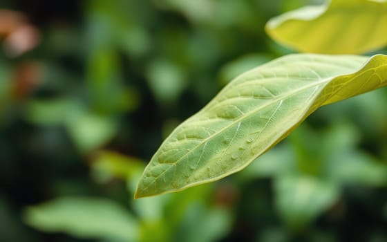 A close-up view of a vibrant green leaf showcasing detailed veins, surrounded by various shades of greenery and illuminated by natural sunlight.