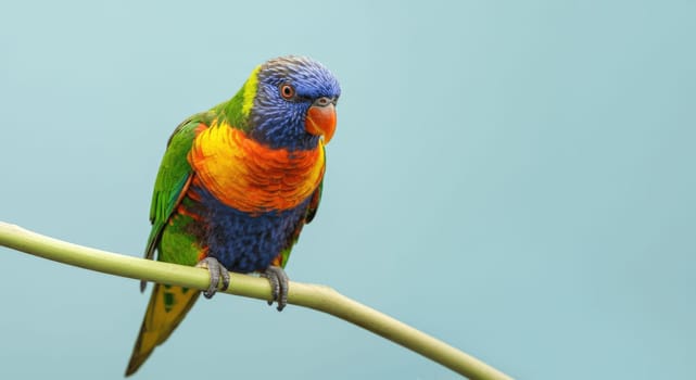 A colorful rainbow lorikeet displays its vibrant plumage while perched on a slender green branch. the bird's vivid hues of green, orange, and blue contrast beautifully with the soft blue background.