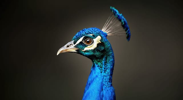 A striking close-up of a peacock showcasing its vibrant blue plumage and distinctive head crest. the dark, blurred background highlights the bird's intricate details and vivid colors, emphasizing its majestic presence.