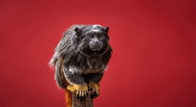 A mature marmoset sits poised against a vibrant red backdrop. the primate's distinct fur patterns and expressive eyes stand out, making it an engaging focal point within the contrasting scene.