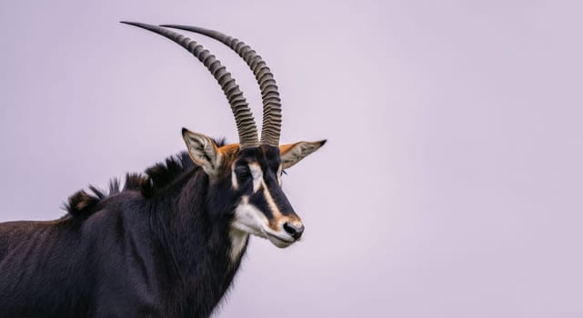 A majestic sable antelope stands gracefully against a gentle, muted sky backdrop. its long, curved horns and rich, dark coat showcase its elegance and strength, embodying the beauty of african wildlife.