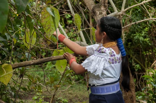 Jungle Harvest: Indigenous Teen Gathering Forest Fruits for Her Rural Community. High quality photo