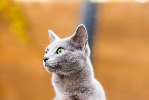 Blue cat sitting on wooden table with green background, sitting in a garden.