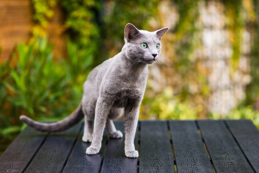 Blue russian shorthair cat on a wooden table. Green trees background.