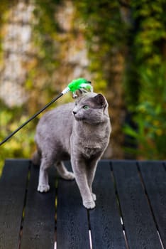 Blue russian shorthair cat on a wooden table. Green trees background.