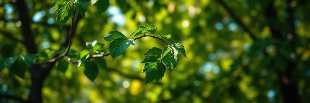 Fresh green leaves dangle from a branch, illuminated by soft sunlight filtering through the trees in a vibrant forest during a spring morning.
