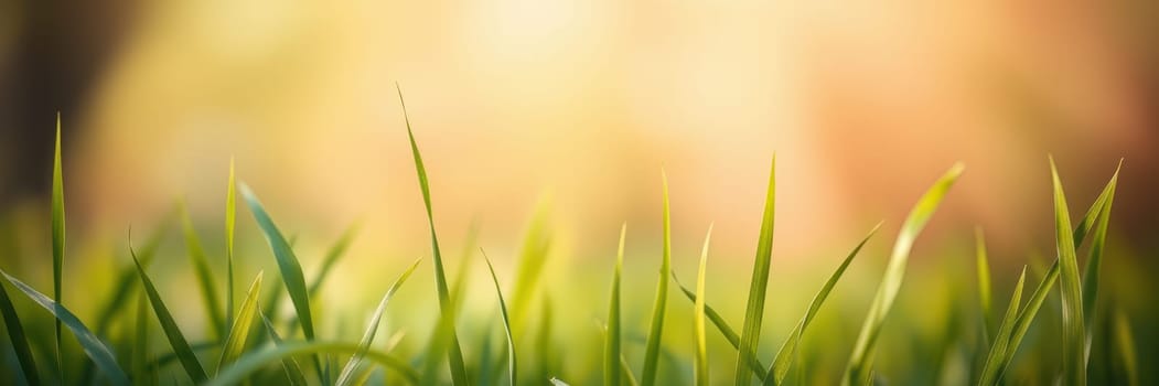 Bright green blades of grass stretch upward, basking in gentle sunlight, creating a serene atmosphere in a spring morning landscape filled with life.