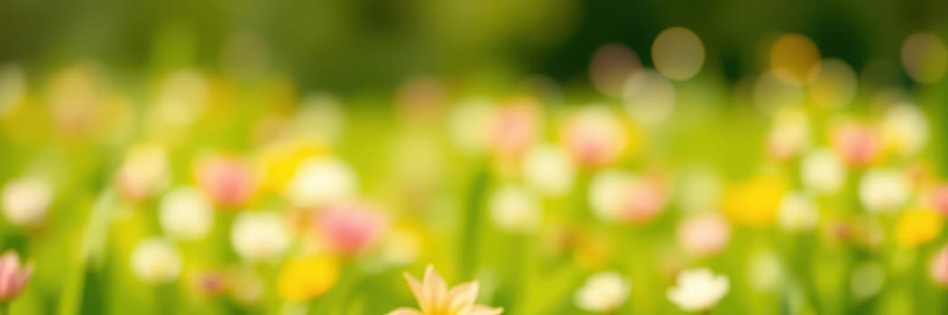A sunny meadow is filled with blooming wildflowers of various colors during spring. The flowers sway gently in the breeze, showcasing nature's vibrant display and inviting pollinators.