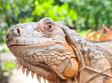 a beautiful light brown iguana basking in the sunlight. Its vibrant green scales and long, slender body are clearly visible. The iguana's eyes are alert and curious, suggesting it is aware of its surroundings.