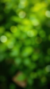 Sunlight filters through thick leaves, casting a warm glow on vibrant green foliage in a serene forest, inviting a sense of peace on a summer afternoon.