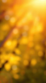 Soft golden light illuminates vibrant autumn leaves in a peaceful forest. The warm colors create a tranquil atmosphere as evening approaches.