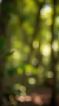 Gentle sunlight filters through the dense canopy of a lush forest, casting soft, dappled light on the ground. The vibrant green foliage enhances the tranquil setting.