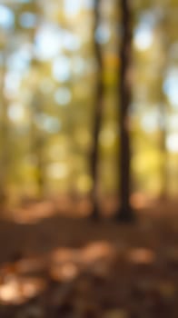A tranquil forest filled with tall trees and dappled sunlight filtering through vibrant autumn leaves creates a serene atmosphere. The ground is covered with fallen leaves.