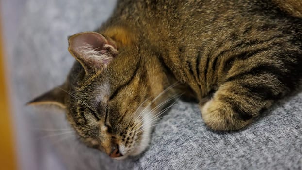 A peaceful close-up of a sleeping tabby cat, capturing its serene and relaxed state on a cozy surface. Perfect for pet lovers and home decor themes.