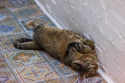 Funny tabby cat relaxing on a beautifully patterned tiled floor, exuding calm and coziness in a serene indoor setting. Perfect for pet lovers and home decor enthusiasts.