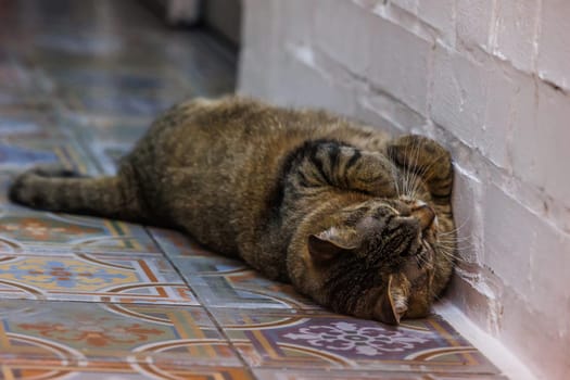 Funny tabby cat relaxing on a beautifully patterned tiled floor, exuding calm and coziness in a serene indoor setting. Perfect for pet lovers and home decor enthusiasts.