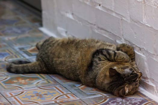 Funny tabby cat relaxing on a beautifully patterned tiled floor, exuding calm and coziness in a serene indoor setting. Perfect for pet lovers and home decor enthusiasts.
