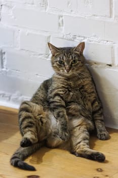 Cat sitting like a human, showcasing its quirky personality and providing a delightful glimpse into feline behavior. Ideal for pet humor and animal-themed content.
