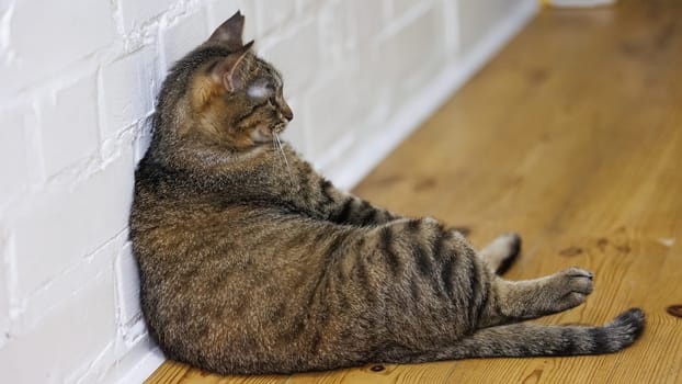 Cat sitting like a human, showcasing its quirky personality and providing a delightful glimpse into feline behavior. Ideal for pet humor and animal-themed content.
