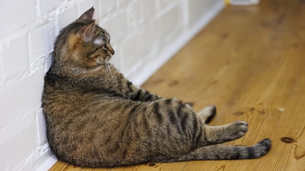 Cat sitting like a human, showcasing its quirky personality and providing a delightful glimpse into feline behavior. Ideal for pet humor and animal-themed content.