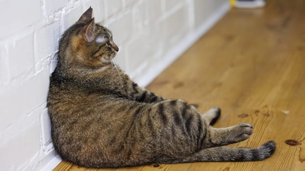 Cat sitting like a human, showcasing its quirky personality and providing a delightful glimpse into feline behavior. Ideal for pet humor and animal-themed content.