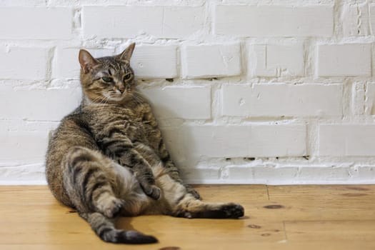 Cat sitting like a human, showcasing its quirky personality and providing a delightful glimpse into feline behavior. Ideal for pet humor and animal-themed content.