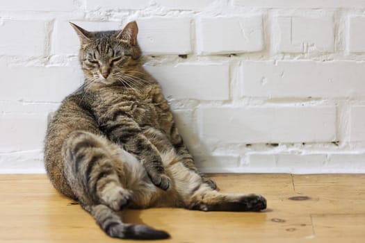 Cat sitting like a human, showcasing its quirky personality and providing a delightful glimpse into feline behavior. Ideal for pet humor and animal-themed content.
