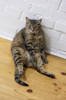 Cat sitting like a human, showcasing its quirky personality and providing a delightful glimpse into feline behavior. Ideal for pet humor and animal-themed content.