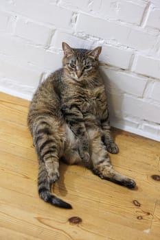 Cat sitting like a human, showcasing its quirky personality and providing a delightful glimpse into feline behavior. Ideal for pet humor and animal-themed content.