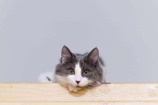 Portrait of a gray and white fluffy cat sitting on a wooden surface, looking attentively at the camera.