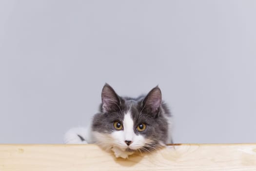 Portrait of a gray and white fluffy cat sitting on a wooden surface, looking attentively at the camera.