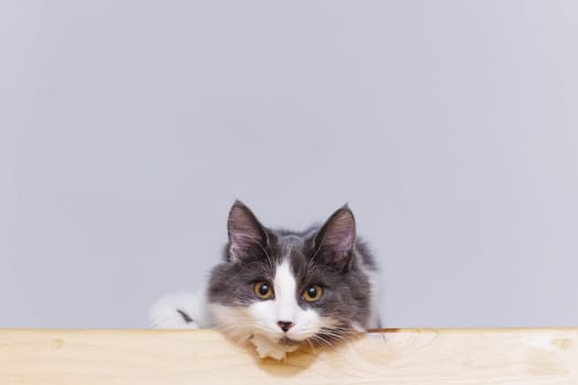 Portrait of a gray and white fluffy cat sitting on a wooden surface, looking attentively at the camera.