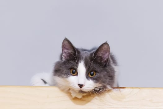 Portrait of a gray and white fluffy cat sitting on a wooden surface, looking attentively at the camera.