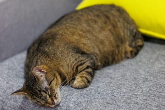 A peaceful close-up of a sleeping tabby cat, capturing its serene and relaxed state on a cozy surface. Perfect for pet lovers and home decor themes.